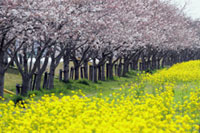 安塚公園の桜の写真
