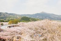 いばらきフラワーパークの桜の写真