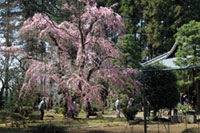 観音院の枝垂れ桜の写真