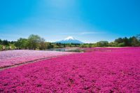 富士本栖湖リゾート「富士芝桜まつり」の写真