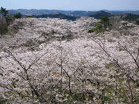 東松島市 滝山公園の桜の写真