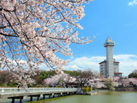 城山公園（愛知）の桜の写真