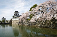 富山城址公園の桜の写真