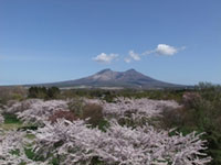 北海道のお花見人気ランキング 花見特集21