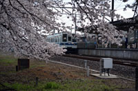 国谷駅の桜の写真
