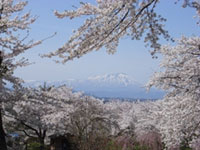 花巻温泉の桜 花見特集21