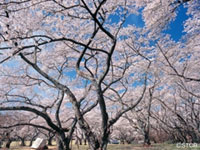 三神峯公園の桜の写真