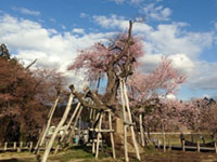 最上川堤防千本桜 花見特集21