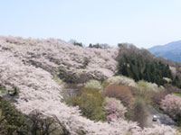 4月上旬ごろが見頃の群馬県のお花見スポット 花見特集21