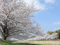4月上旬ごろが見頃の埼玉県のお花見スポット 花見特集21