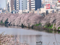 千鳥ヶ淵緑道の桜 花見特集21