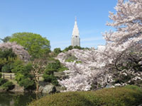関東の夜桜が楽しめる場所 花見特集21