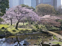 江戸川公園の桜 花見特集21