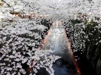 目黑川公园的樱花