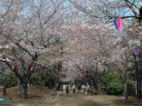 4月上旬ごろが見頃の関東のお花見スポット 花見特集21