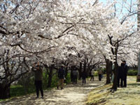 新潟県のお花見 桜見頃情報 花見特集21 新潟県のお花見 桜見頃情報 花見特集21
