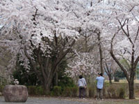 4月中旬ごろが見頃の新潟県のお花見スポット 花見特集21 4月中旬ごろが見頃の新潟県のお花見スポット 花見特集21