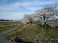 北陸のお花見 桜の見頃情報 花見特集21