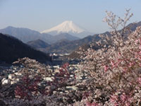 岩殿山丸山公園の桜 花見特集21