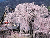 山梨県のお花見 桜見頃情報 花見特集21