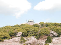 東海の夜桜が楽しめる場所 花見特集21