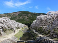 滋賀県のお花見 桜見頃情報 花見特集21