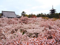 京都府のお花見人気ランキング 花見特集21