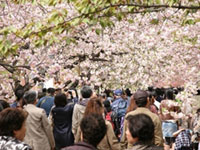 大阪府のお花見人気ランキング 花見特集21