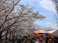 兵庫県のお花見 桜見頃情報 花見特集21