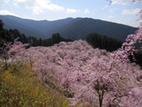 奈良県のお花見人気ランキング 花見特集21