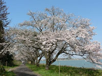 湖山池青島公園の桜の写真