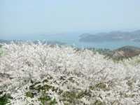 岡山いこいの村周辺の桜の写真