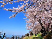 香川県のお花見人気ランキング 花見特集21 香川県のお花見人気ランキング 花見特集21