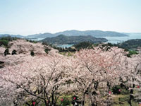 四国のお花見 桜の見頃情報 花見特集21