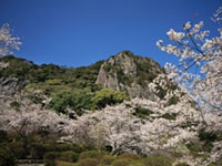 御船山楽園の桜の写真