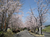 丸岡公園の桜 花見特集21