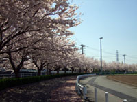 長泉町 桜堤遊歩道の桜の写真