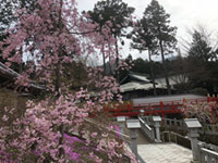 呑山観音寺の桜の写真