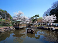 松ヶ岡公園の桜の写真