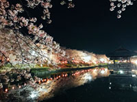 上沼公園・下沼公園の桜の写真