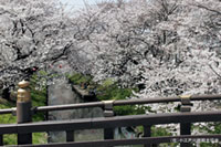 新河岸川沿いの桜の写真