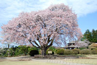 偕楽園の桜の写真