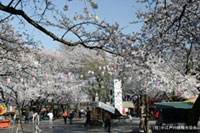 喜多院の桜の写真