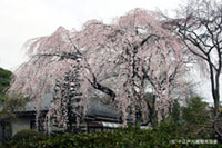 中院の桜の写真