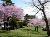 円山公園（北海道）の桜