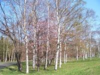 北海道立真駒内公園の桜の写真