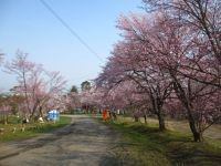 旭山公園の桜の写真