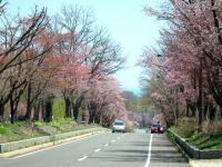 登別桜並木の写真
