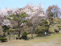 有珠善光寺自然公園の桜の写真