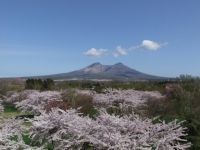 青葉ヶ丘公園の桜の写真